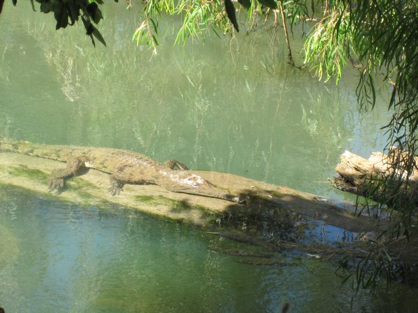 Freshwater croc - in Mataranka
