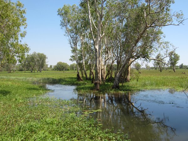 Yellow Water wetlands in Kakadu