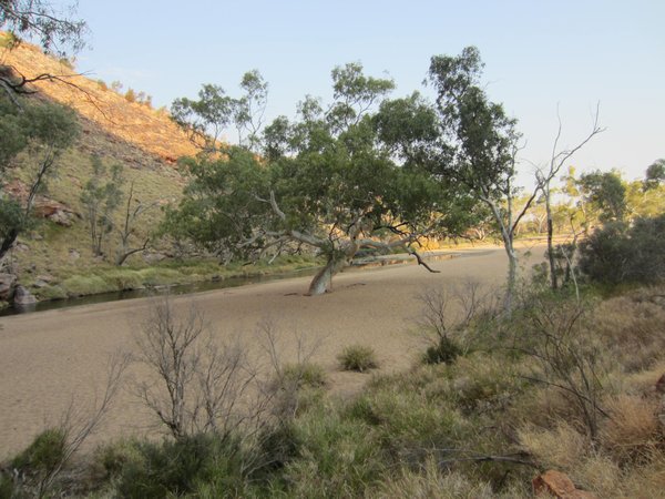 Dry river, beautiful river red gum - Simpsons Gap, West McDonnell Ranges