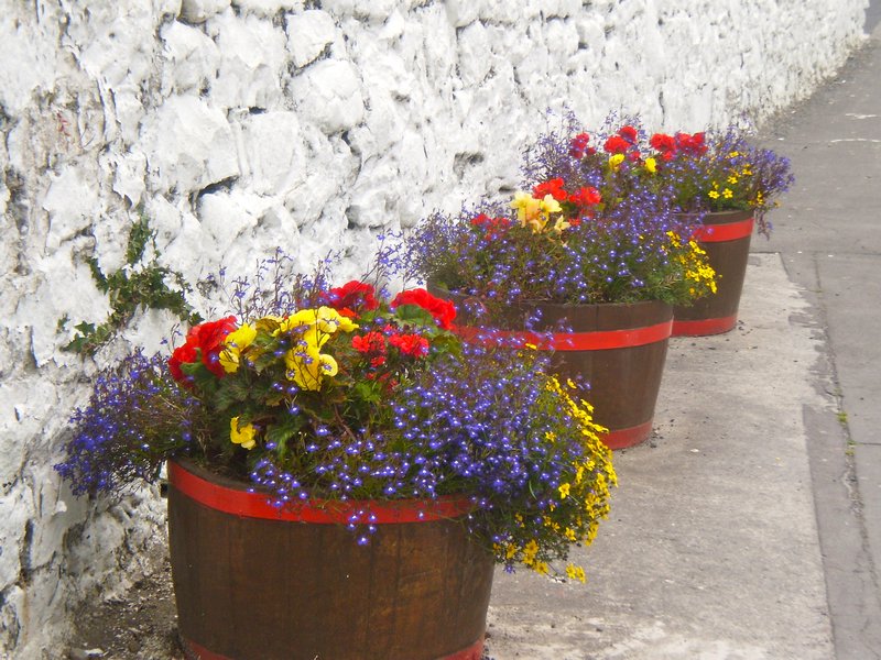 Pretty Flowers in Ballyvaughan