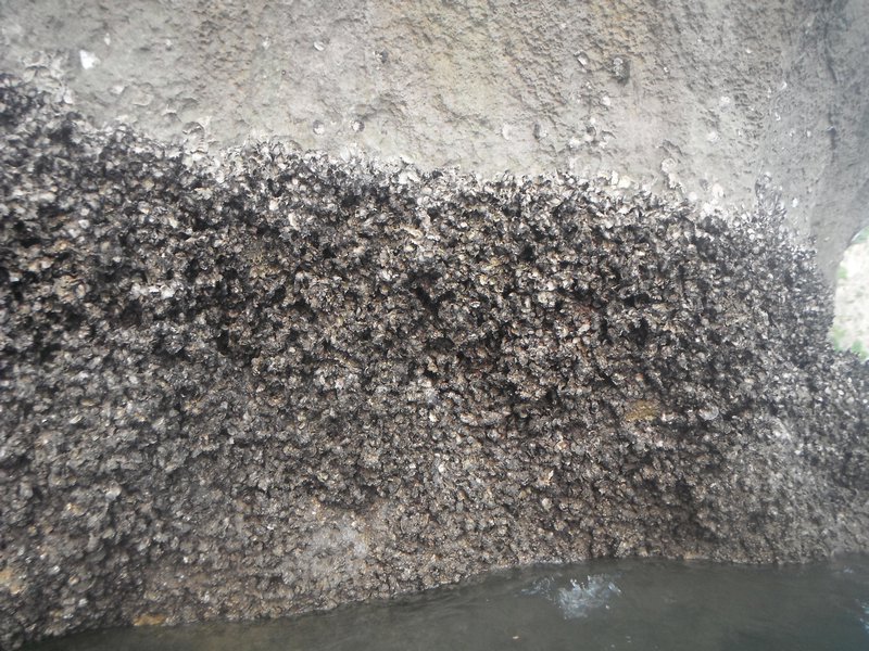 The barnacles 