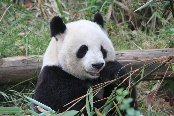 Panda in Zoo - Chengdu