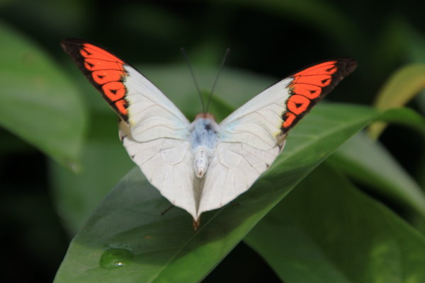 Butterfly garden - Kuala Lumpur