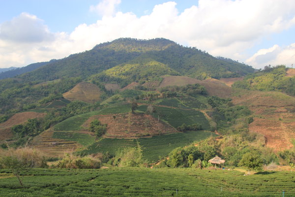 Tea plantation - North of Thailand