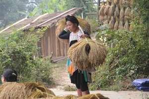 Rice Harvest - South China