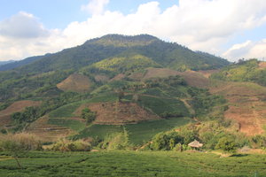Tea plantation - North of Thailand