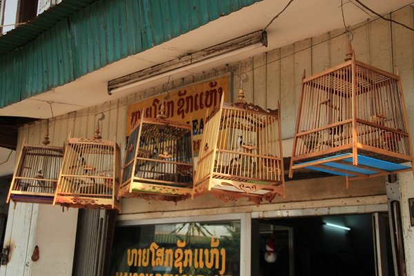 Superstar - bird singing contest - Vientiane
