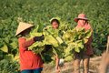 Tobacco harvest - Central Laos
