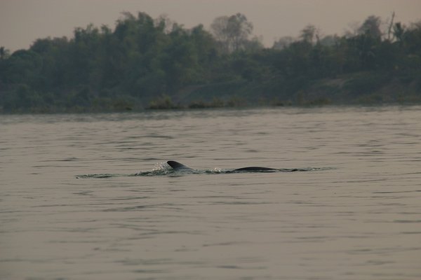 Irrawaddy dolphin - Southern Laos