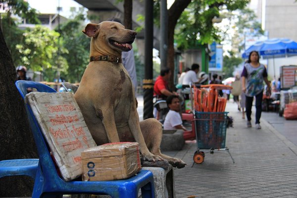 Begging dog - no joke - Bangkok - Thailand