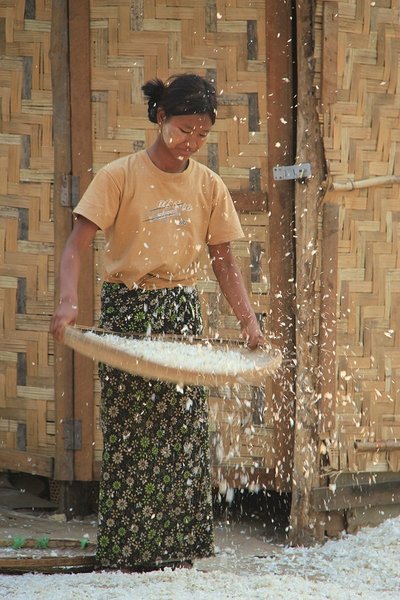 Garlic harvest - Mandalay -Burma
