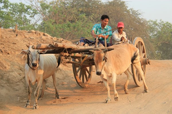 Oxcart in Mandalay -Burma