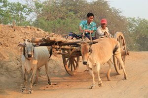Oxcart in Mandalay -Burma