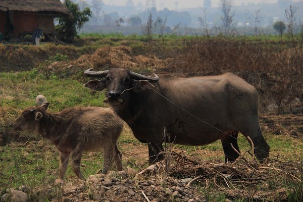 Water buffalo in Hsipaw - Burma