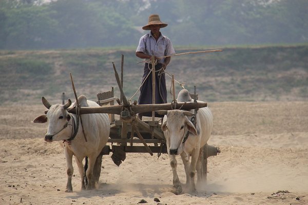 Oxcart along the river - Burma