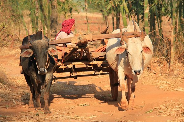 Oxcart in the countryside near Kalaw - Burma