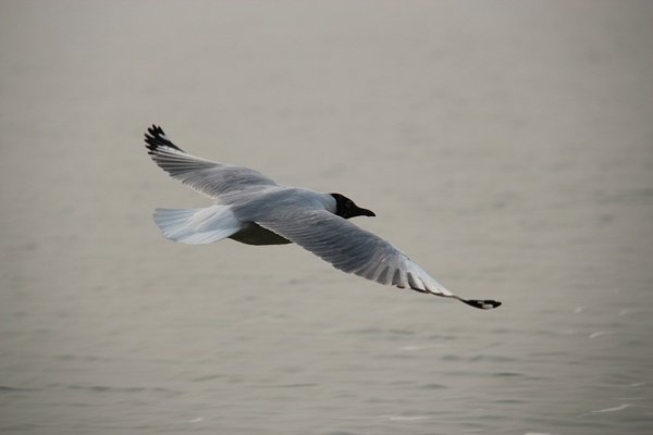 Sea gull at Inle Lake - Burma