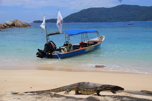 Monitor lizard at the beach - Perhentian Islands - Malaysia