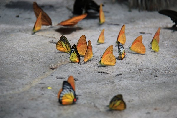 Butterflygarden- Kuala Lumpur - Malaysia