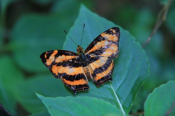 Nice  butterfly - Kuala Lumpur - Malaysia