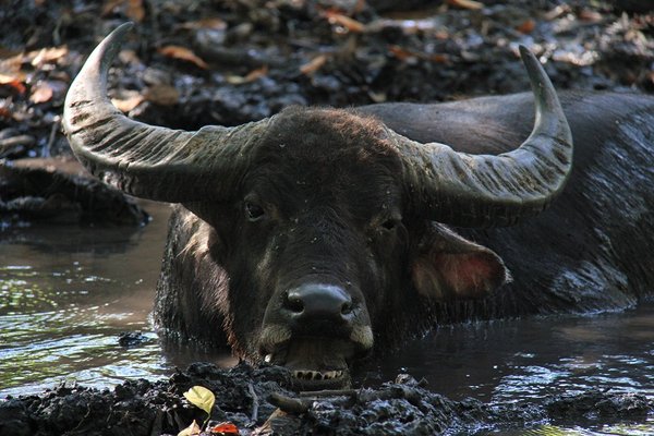 Water buffalo on Komodo Island - Indonesia