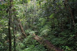 Through the woods - Deturia  - Flores - Indonesia