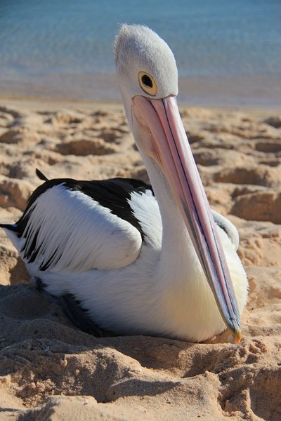 Jealous pelican - Monkey Mia