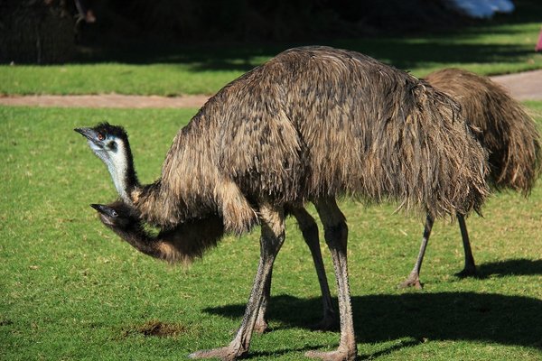 Emus - Monkey Mia