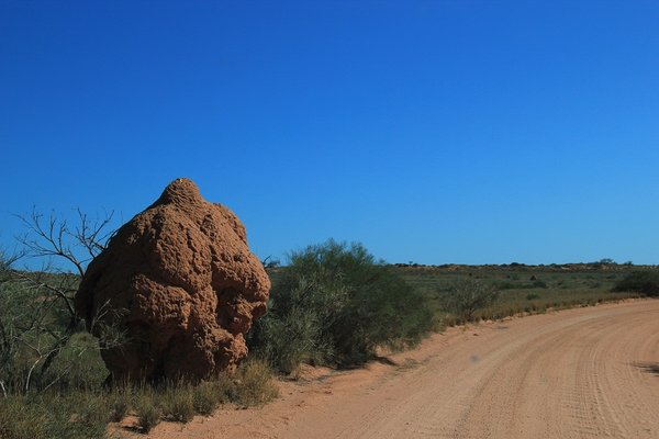 Termite hills 