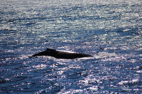 First humpback whale of the season