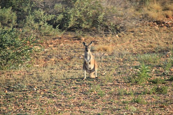 First Kangaroo alive