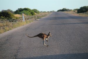 Suicidal kangaroos 
