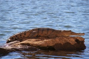 Freshwater croc at Geiki Gorge NP