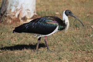 Straw breasted ibis