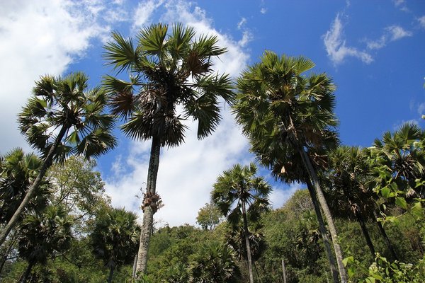 Palm trees on Pura island  next to Alor