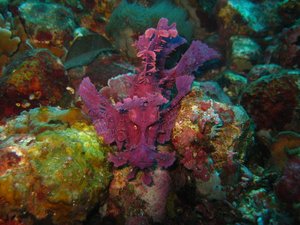 Purple amazing weedy scorpon fish - rare!!!!-Alor