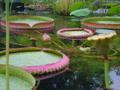 Pond - Hortus Botanical Gardens