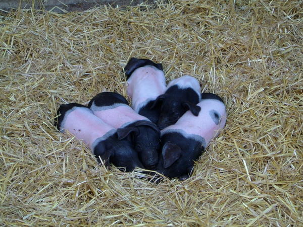 Piglets at Freilandsmuseum