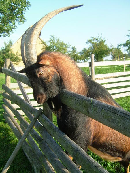 Goat at Freilandsmuseum