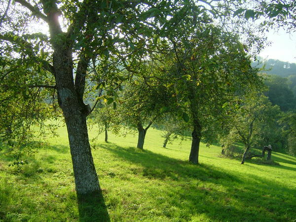 Shot of the orchard at the Freilandsmuseum