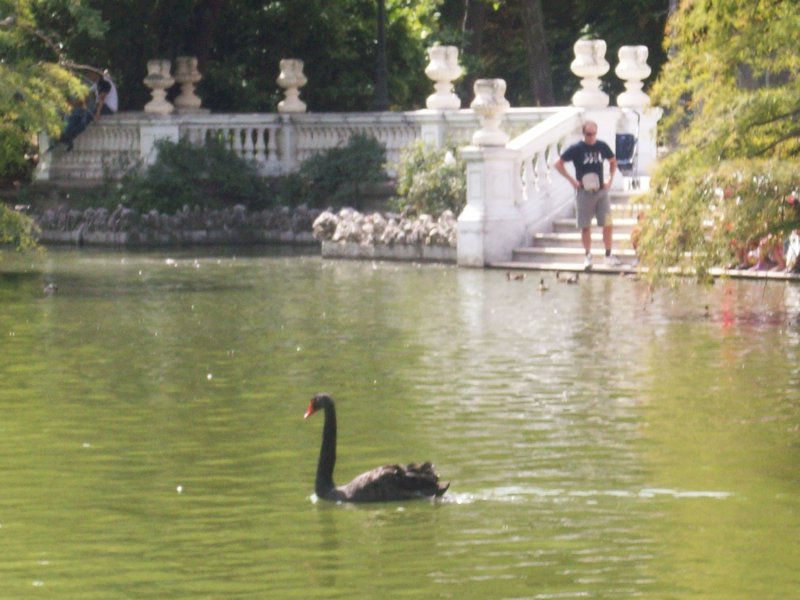 Evil Black Swan of Retiro Park