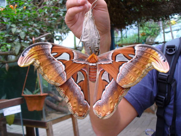 Massive Moth