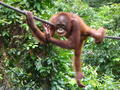 Orangutan pulling faces