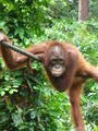 Orangutan just hanging around