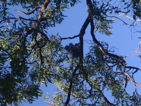 there's a koala up there honest!