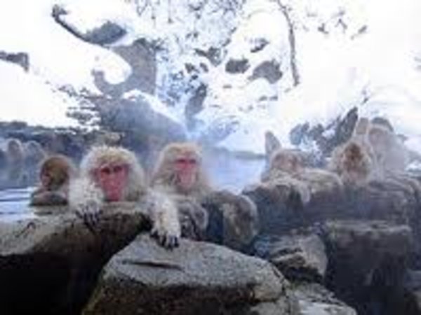 Snow monkeys
