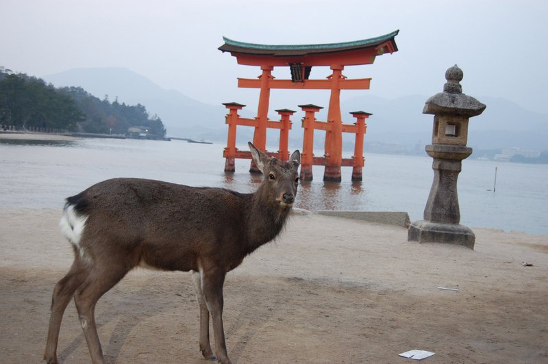 Miyajima deer posing