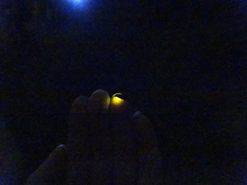 Firefly on my fingertips