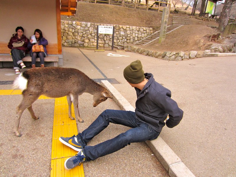 The deer bowing for food