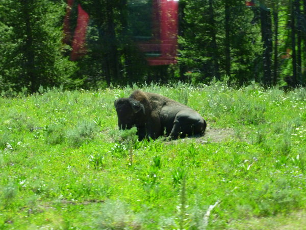 A Bison or Buffalo